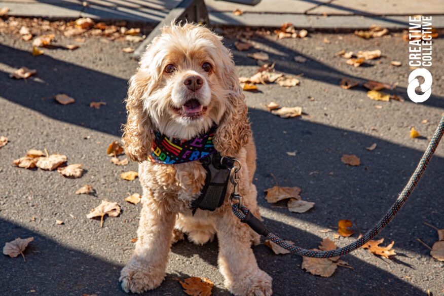 Holiday Happenings Christmas Tree Salem Ma